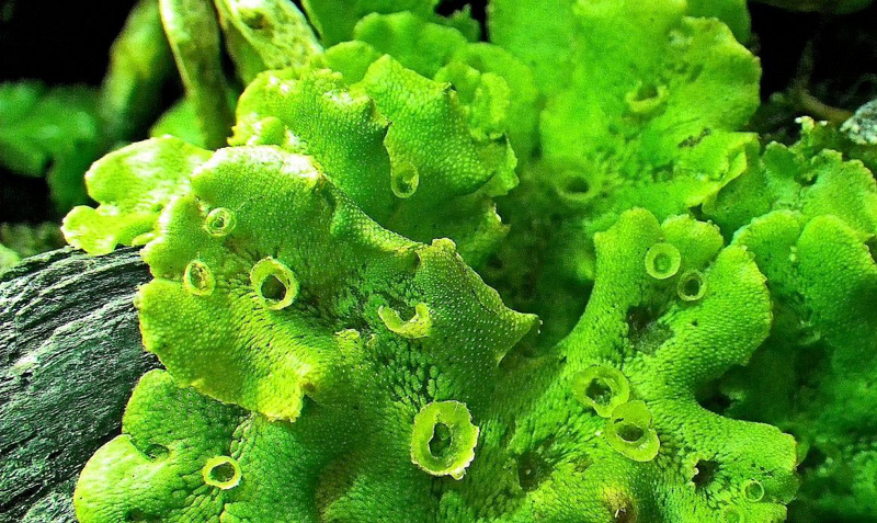 Marchantia polymorpha subsp. ruderalis